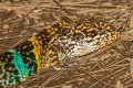 Kakhyen Hills Spiny Lizard Paracalotes kakhienensis